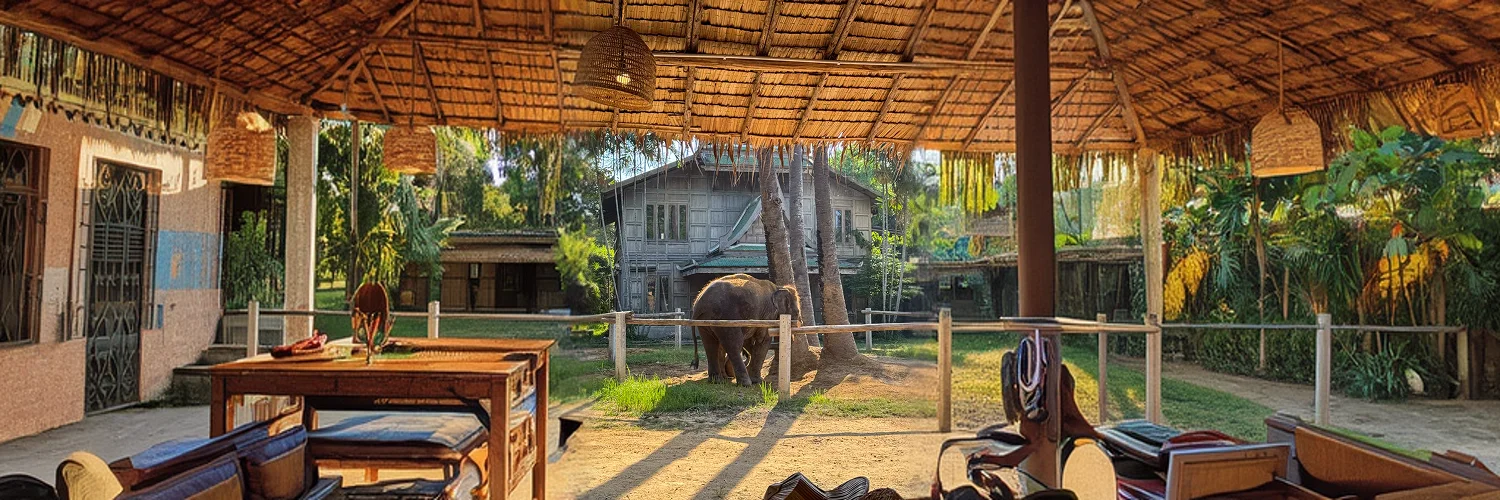 elephant-duo-exploring-tropical-conservation-center-being-playful 1.webp